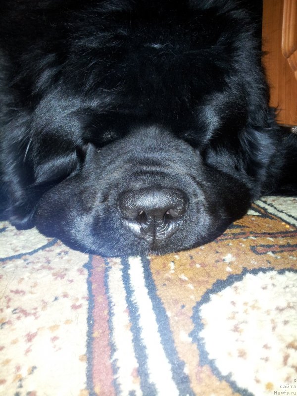 Фото: ньюфаундленд Dark Pride Van Gogh (Дак Прайд Ван Гог)