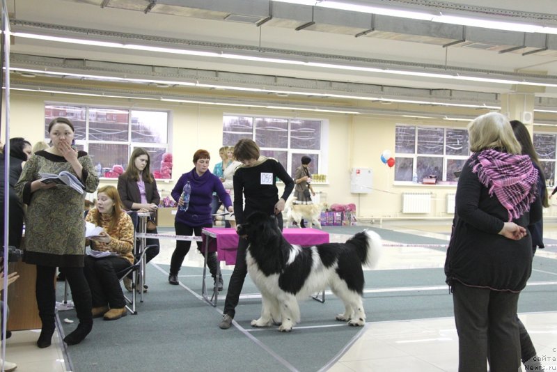 Фото: ньюфаундленд CHernyiy SHarm Vellington (Черный Шарм Веллингтон), YEl'za CHernova (Эльза Чернова)