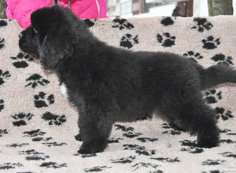 Фото: Бегущая по волнам ФОРБИДДЕН ЛАВ