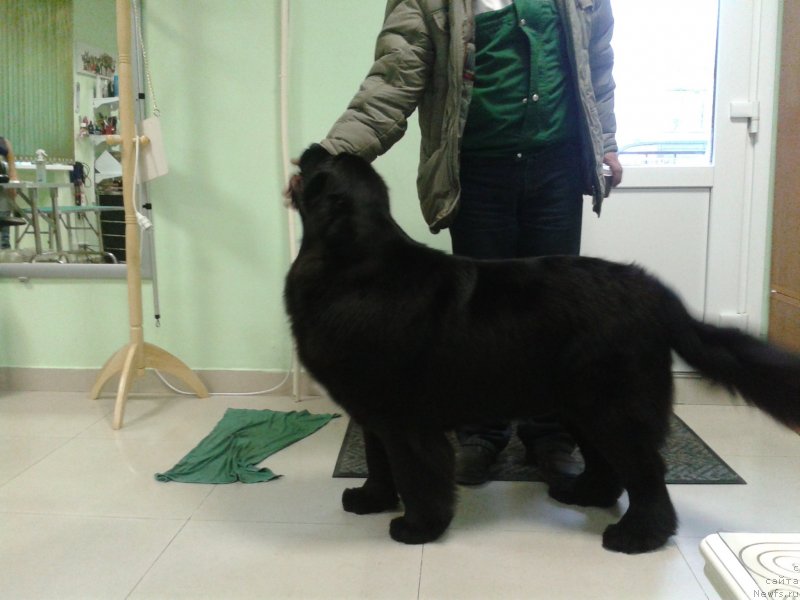 Фото: ньюфаундленд Super Premium Merlin Monro (Супер Премиум Мерлин Монро)