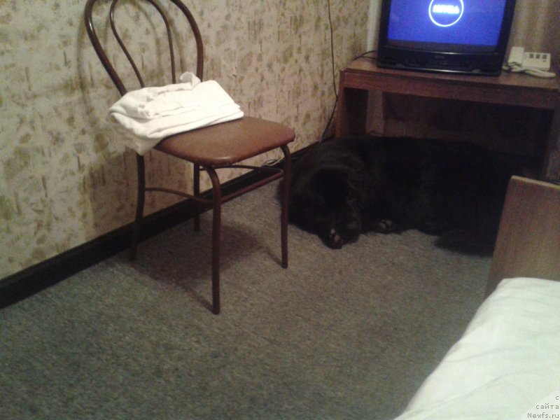 Фото: ньюфаундленд Nessi Blyek s  Lesnoy Zaimki (Несси Блэк с  Лесной Заимки)