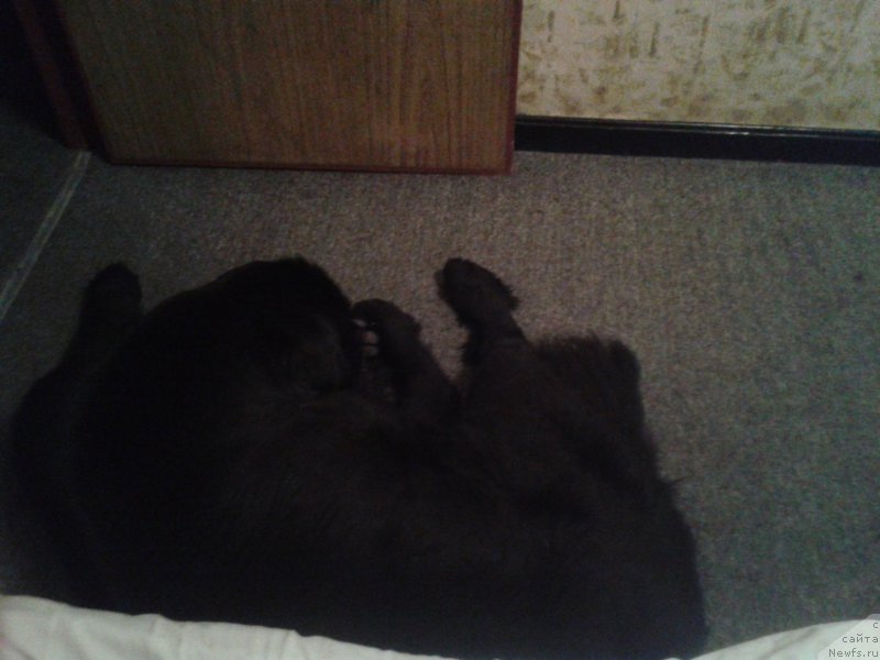 Фото: ньюфаундленд Super Premium Merlin Monro (Супер Премиум Мерлин Монро)