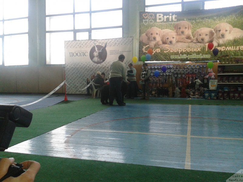 Фото: ньюфаундленд Super Premium Merlin Monro (Супер Премиум Мерлин Монро)