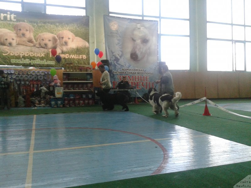 Фото: ньюфаундленд Super Premium Merlin Monro (Супер Премиум Мерлин Монро), ньюфаундленд Super Premium Litoniel Vallaninor (Супер Премиум Литониэль Валланинор)