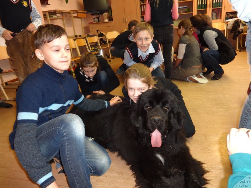 Фото: ньюфаундленд Akvatoriya Kelvin SCH'armi Solley (Акватория Келвин Щ'арми Соллей)