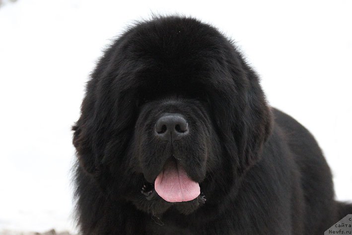 Фото: ньюфаундленд Tsenny Kadr s Berega Dona (Ценный Кадр с Берега Дона)