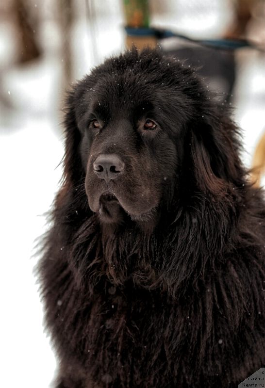 Фото: ньюфаундленд Lemyuyel' Derien (Лемюэль Дериен)