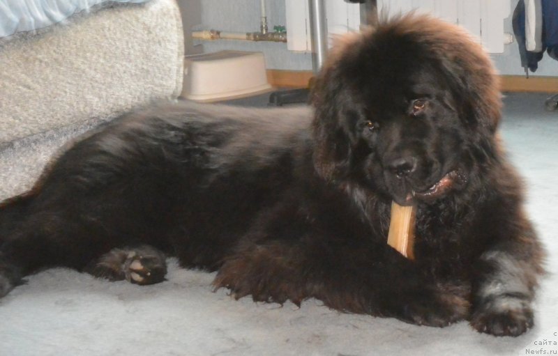 Фото: ньюфаундленд Beguschaya po Volnam Esperanto Etulo CHui (Бегущая по Волнам Есперанто Етуло Чуи)