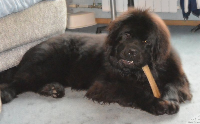 Фото: ньюфаундленд Beguschaya po Volnam Esperanto Etulo CHui (Бегущая по Волнам Есперанто Етуло Чуи)