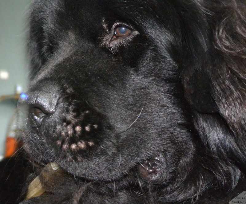 Фото: ньюфаундленд Beguschaya po Volnam Esperanto Etulo CHui (Бегущая по Волнам Есперанто Етуло Чуи)