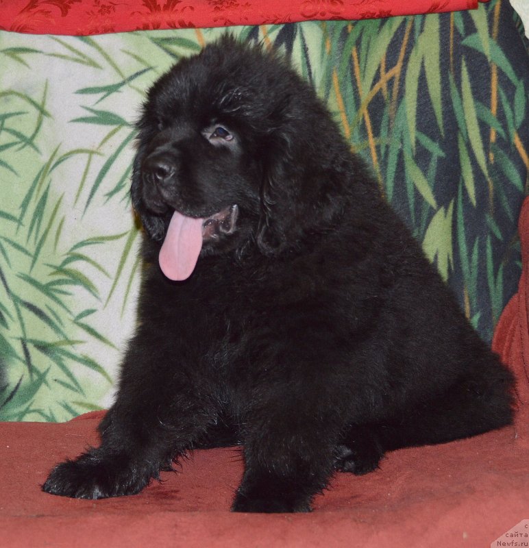 Фото: ньюфаундленд Smigar Uymari Urho (Смигар Уймари Урхо)