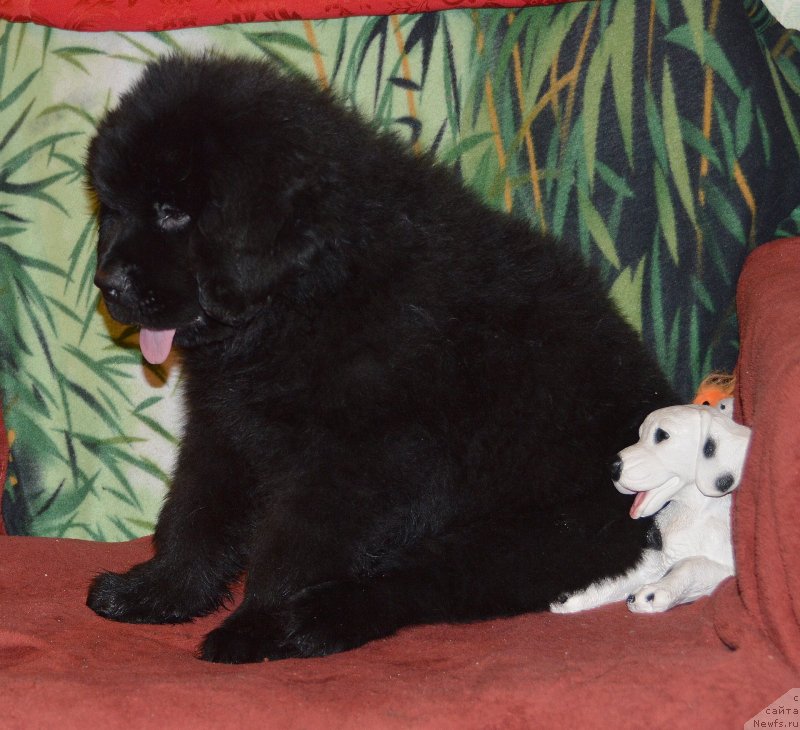 Фото: ньюфаундленд Smigar Uymari Urho (Смигар Уймари Урхо)