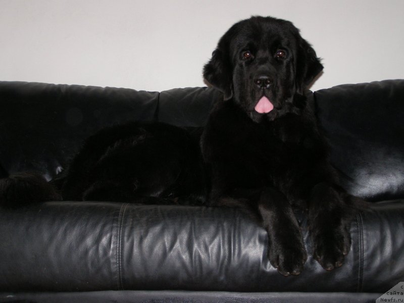 Фото: ньюфаундленд Chernaya Mafia Make the Most of Now (Черная Мафия Маке Тхе Мост оф Нов)