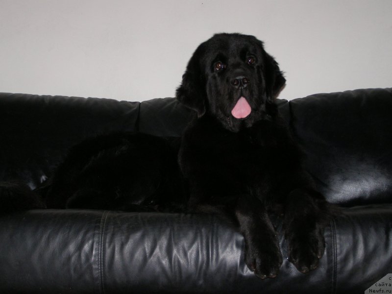 Фото: ньюфаундленд Chernaya Mafia Make the Most of Now (Черная Мафия Маке Тхе Мост оф Нов)