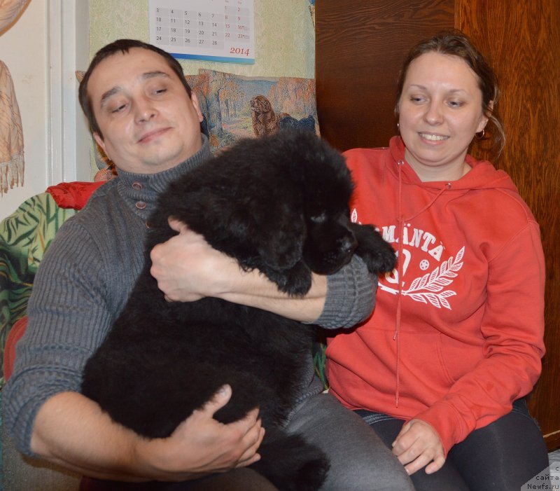 Фото: ньюфаундленд Smigar Uymari Urho (Смигар Уймари Урхо)