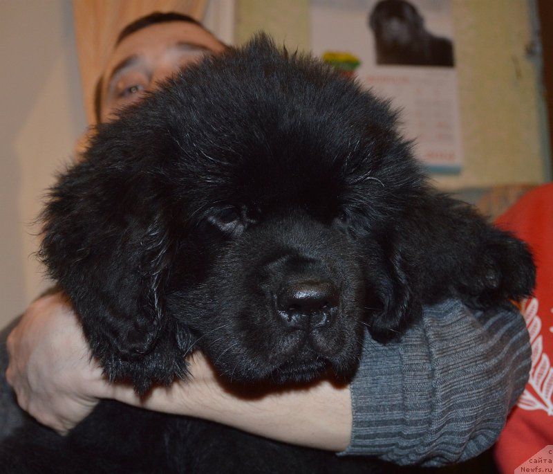 Фото: ньюфаундленд Smigar Uymari Urho (Смигар Уймари Урхо)