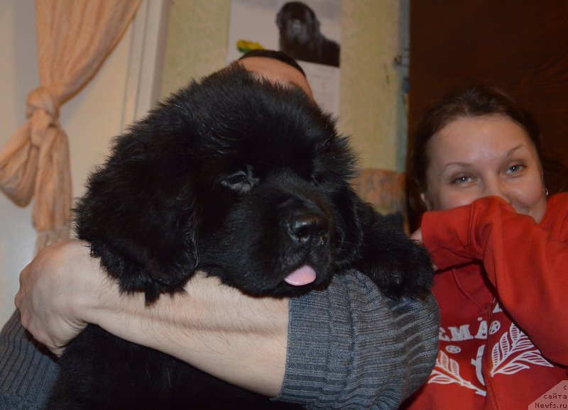 Фото: ньюфаундленд Smigar Uymari Urho (Смигар Уймари Урхо)