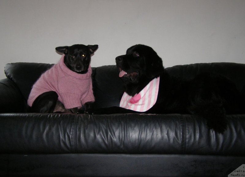 Фото: ньюфаундленд Chernaya Mafia Make the Most of Now (Черная Мафия Маке Тхе Мост оф Нов)