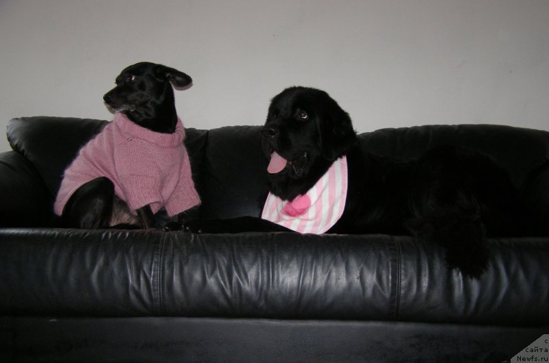 Фото: ньюфаундленд Chernaya Mafia Make the Most of Now (Черная Мафия Маке Тхе Мост оф Нов)