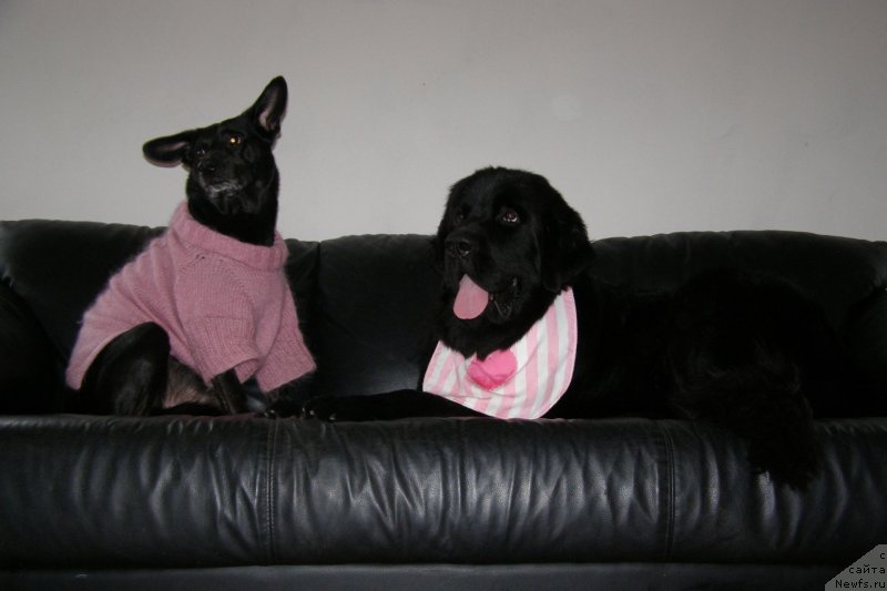 Фото: ньюфаундленд Chernaya Mafia Make the Most of Now (Черная Мафия Маке Тхе Мост оф Нов)