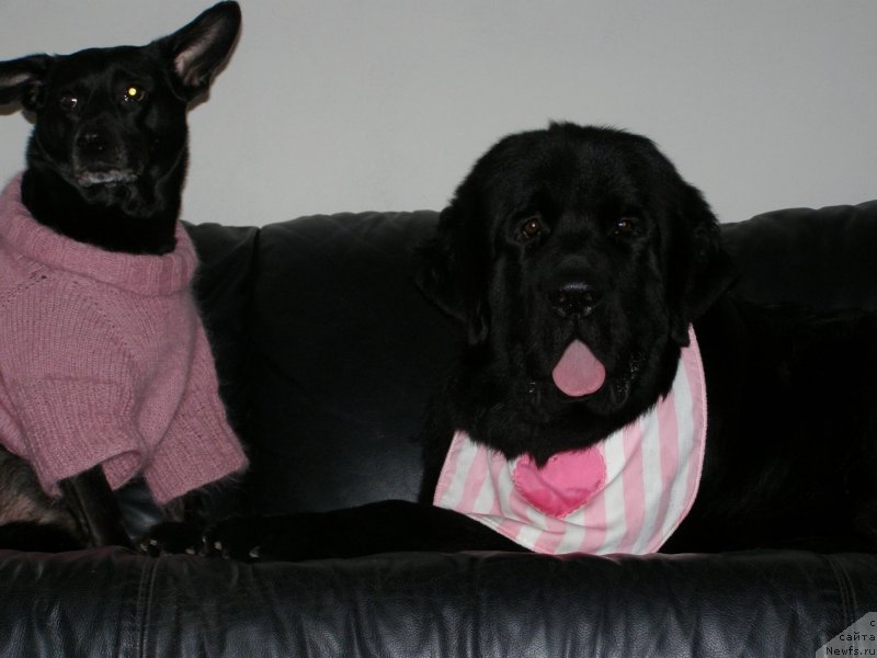 Фото: ньюфаундленд Chernaya Mafia Make the Most of Now (Черная Мафия Маке Тхе Мост оф Нов)