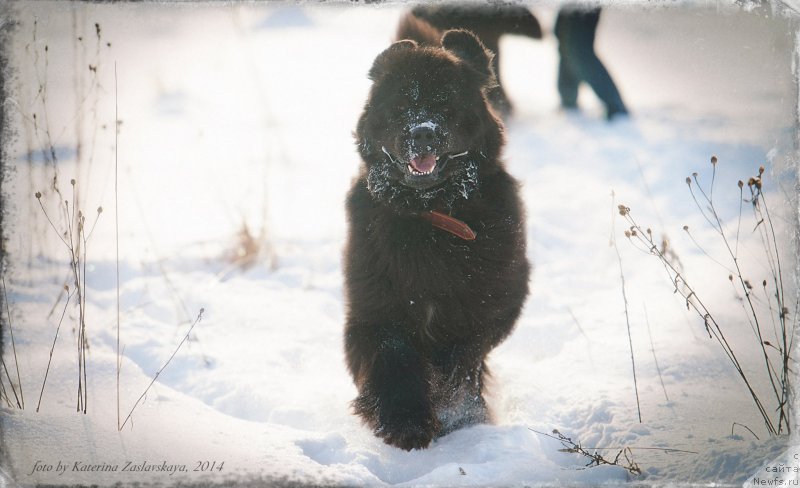 Фото: ньюфаундленд Piternyuf Mont Blanc (Питерньюф Монт Бланк)