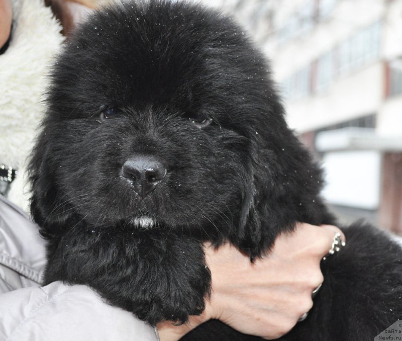 Фото: Бегущая по волнам ФРОЗЕН БЬЮТИ