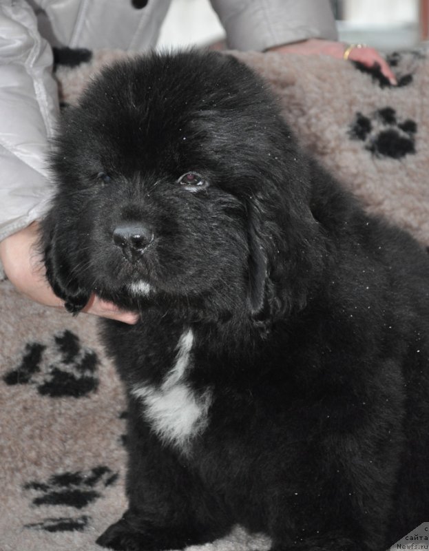 Фото: Бегущая по волнам ФРОЗЕН БЬЮТИ