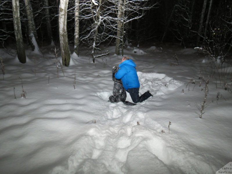 Фото: ньюфаундленд CHernyiy Balu Djons (Черный Балу Джонс)