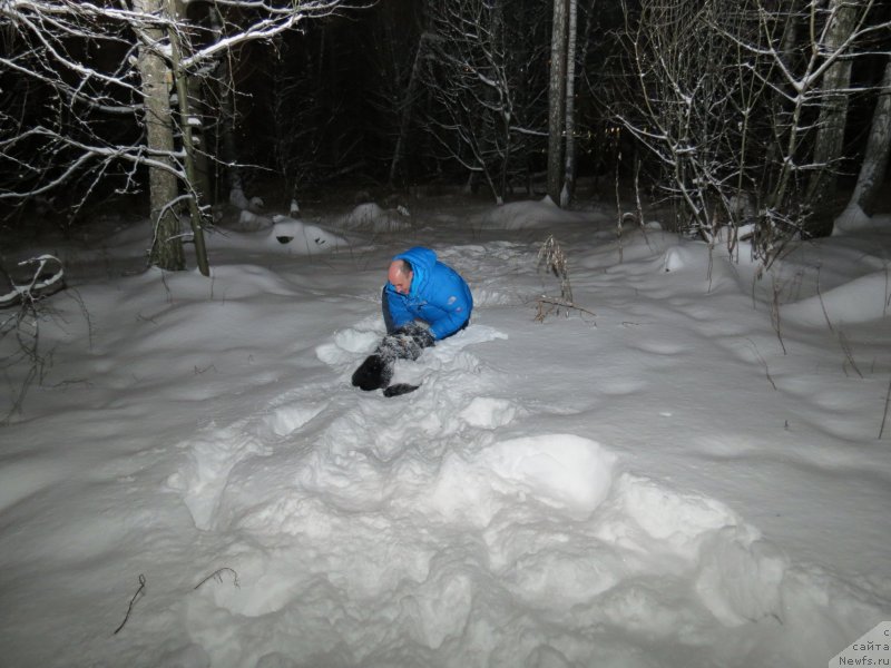 Фото: ньюфаундленд CHernyiy Balu Djons (Черный Балу Джонс)