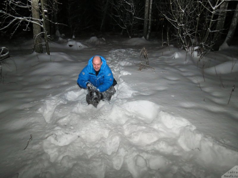 Фото: ньюфаундленд CHernyiy Balu Djons (Черный Балу Джонс)