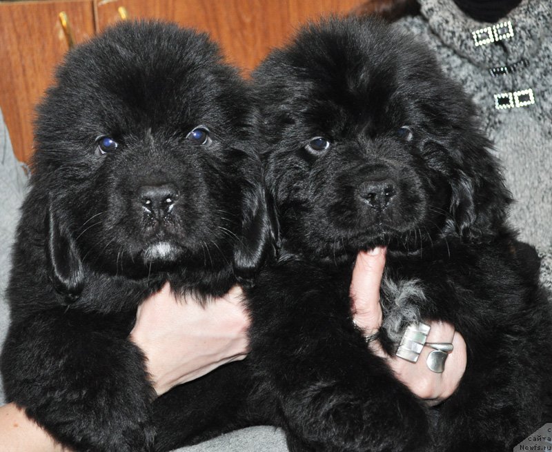 Фото: Девочки