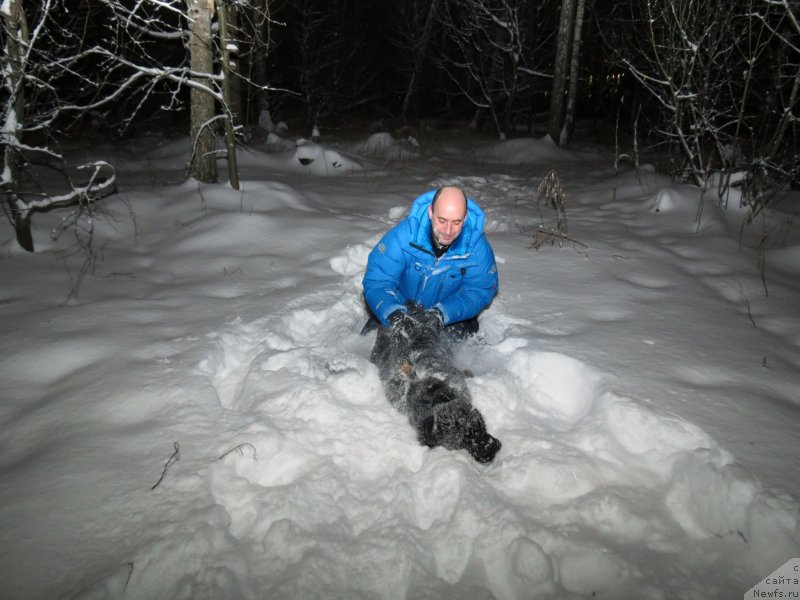 Фото: ньюфаундленд CHernyiy Balu Djons (Черный Балу Джонс)