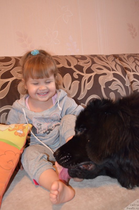 Фото: ньюфаундленд Chernaya Mafia Zesty Betty (Черная Мафия Зесту Бетту), Ксюша