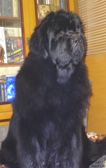 Фото: ньюфаундленд N'yufort Carica Nochi (Ньюфорт Царица Ночи)