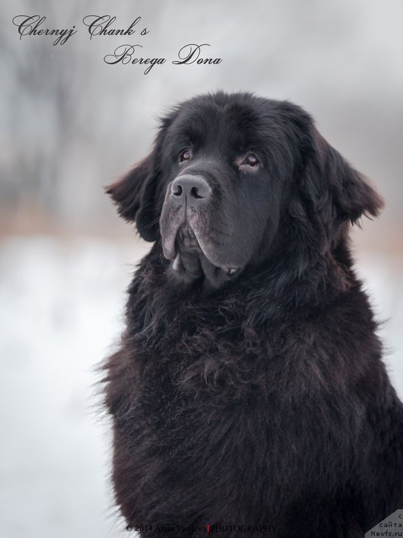 Фото: ньюфаундленд Chernyj Chank s Berega Dona (Черный Чанк с Берега Дона)