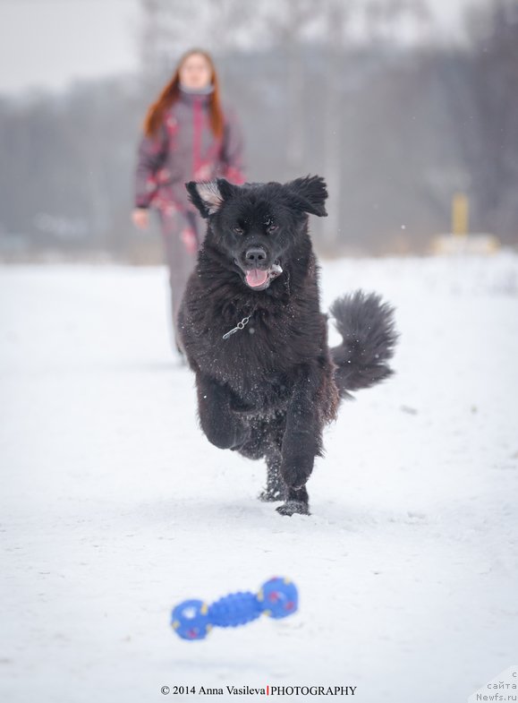 Фото: ньюфаундленд Chernyj Chank s Berega Dona (Черный Чанк с Берега Дона)