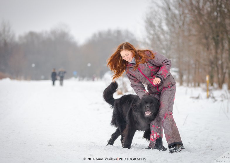 Фото: ньюфаундленд Chernyj Chank s Berega Dona (Черный Чанк с Берега Дона)