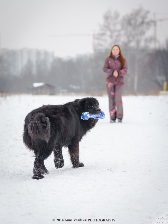 Фото: ньюфаундленд Chernyj Chank s Berega Dona (Черный Чанк с Берега Дона)