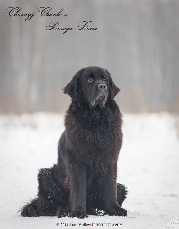 Фото: ньюфаундленд Chernyj Chank s Berega Dona (Черный Чанк с Берега Дона)