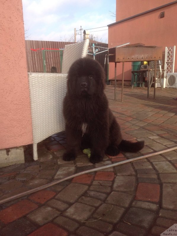 Фото: ньюфаундленд Guliver Moon Bear