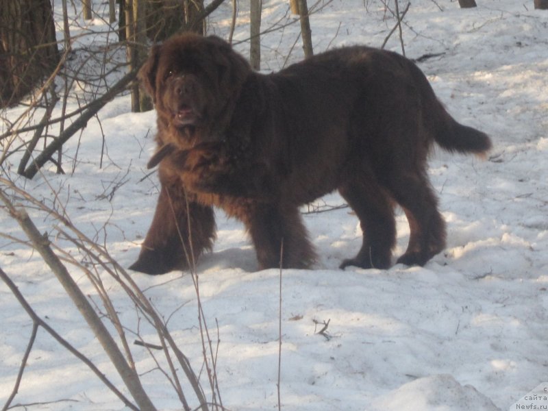 Фото: ньюфаундленд Igerma iz Akademii Shokolada (Игерма из Академии Шоколада), ньюфаундленд Igerma iz Akademii Shokolada (Игерма из Академии Шоколада), ньюфаундленд Igerma iz Akademii Shokolada (Игерма из Академии Шоколада), ньюфаундленд Igerma iz Akademii Shokolada (Игерма из Академии Шоколада), ньюфаундленд Igerma iz Akademii Shokolada (Игерма из Академии Шоколада), ньюфаундленд Igerma iz Akademii Shokolada (Игерма из Академии Шоколада)