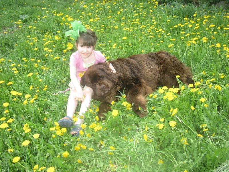Фото: ньюфаундленд Igerma iz Akademii Shokolada (Игерма из Академии Шоколада)
