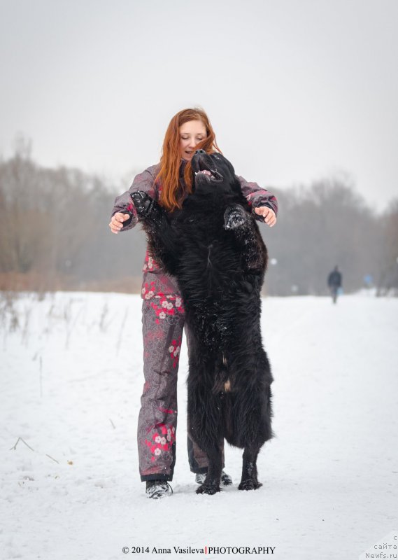 Фото: ньюфаундленд Chernyj Chank s Berega Dona (Черный Чанк с Берега Дона)