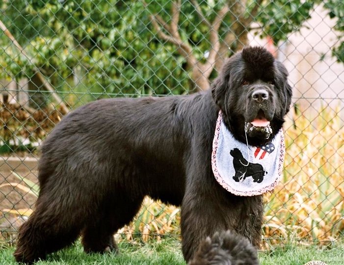 Фото: ньюфаундленд Darbydales Smart Alec