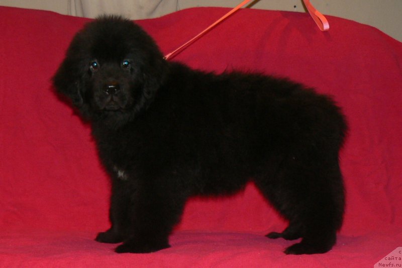 Фото: ньюфаундленд Smigar Ukrotitel'nica Tigrov (Смигар Укротительница Тигров)