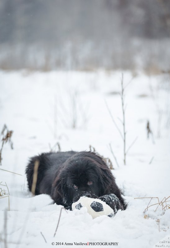 Фото: ньюфаундленд Chernyj Chank s Berega Dona (Черный Чанк с Берега Дона)