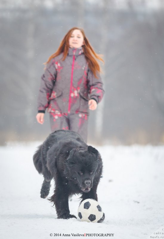 Фото: ньюфаундленд Chernyj Chank s Berega Dona (Черный Чанк с Берега Дона)