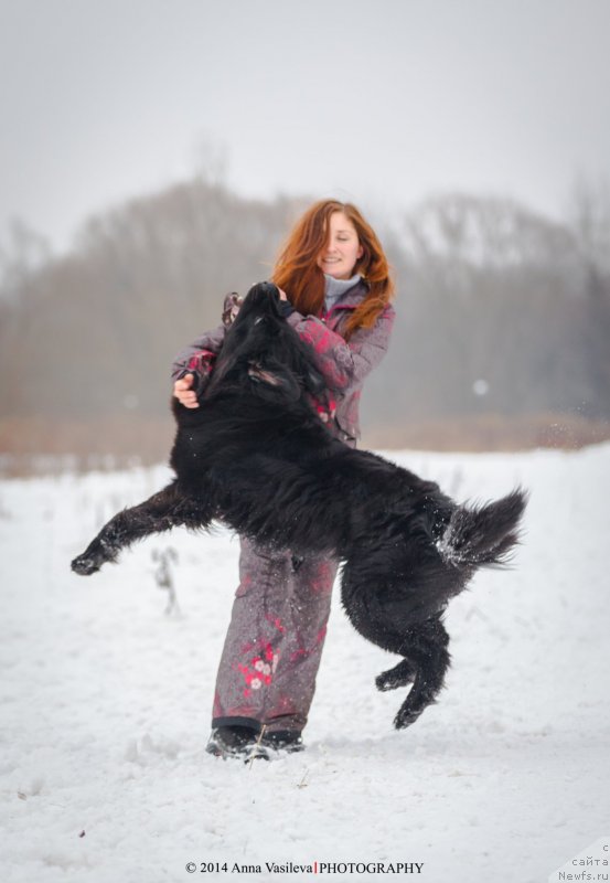 Фото: ньюфаундленд Chernyj Chank s Berega Dona (Черный Чанк с Берега Дона)
