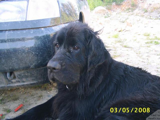 Фото: ньюфаундленд CHarodeyka Fabiggi (Чародейка Фабигги)